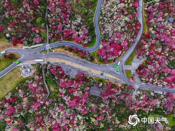  杜鹃花花期预测技术解密：海拔·光照·气候三维影响模型 新闻 杜鹃花花期预测技术解密：海拔·光照·气候三维影响模型 新闻 杜鹃花花期预测技术解密：海拔·光照·气候三维影响模型 新闻 杜鹃花花期预测技术解密：海拔·光照·气候三维影响模型 新闻 杜鹃花花期预测技术解密：海拔·光照·气候三维影响模型 新闻 杜鹃花花期预测技术解密：海拔·光照·气候三维影响模型 新闻 杜鹃花花期预测技术解密：海拔·光照·气候三维影响模型 新闻 杜鹃花花期预测技术解密：海拔·光照·气候三维影响模型 新闻