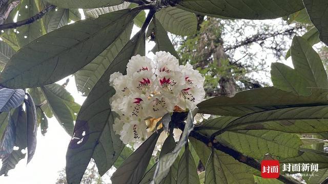  【深度技术复盘】高山杜鹃迁地保育29年：凸尖杜鹃首次开花的科学突破与数据全解 新闻 【深度技术复盘】高山杜鹃迁地保育29年：凸尖杜鹃首次开花的科学突破与数据全解 新闻 【深度技术复盘】高山杜鹃迁地保育29年：凸尖杜鹃首次开花的科学突破与数据全解 新闻 【深度技术复盘】高山杜鹃迁地保育29年：凸尖杜鹃首次开花的科学突破与数据全解 新闻 【深度技术复盘】高山杜鹃迁地保育29年：凸尖杜鹃首次开花的科学突破与数据全解 新闻 【深度技术复盘】高山杜鹃迁地保育29年：凸尖杜鹃首次开花的科学突破与数据全解 新闻